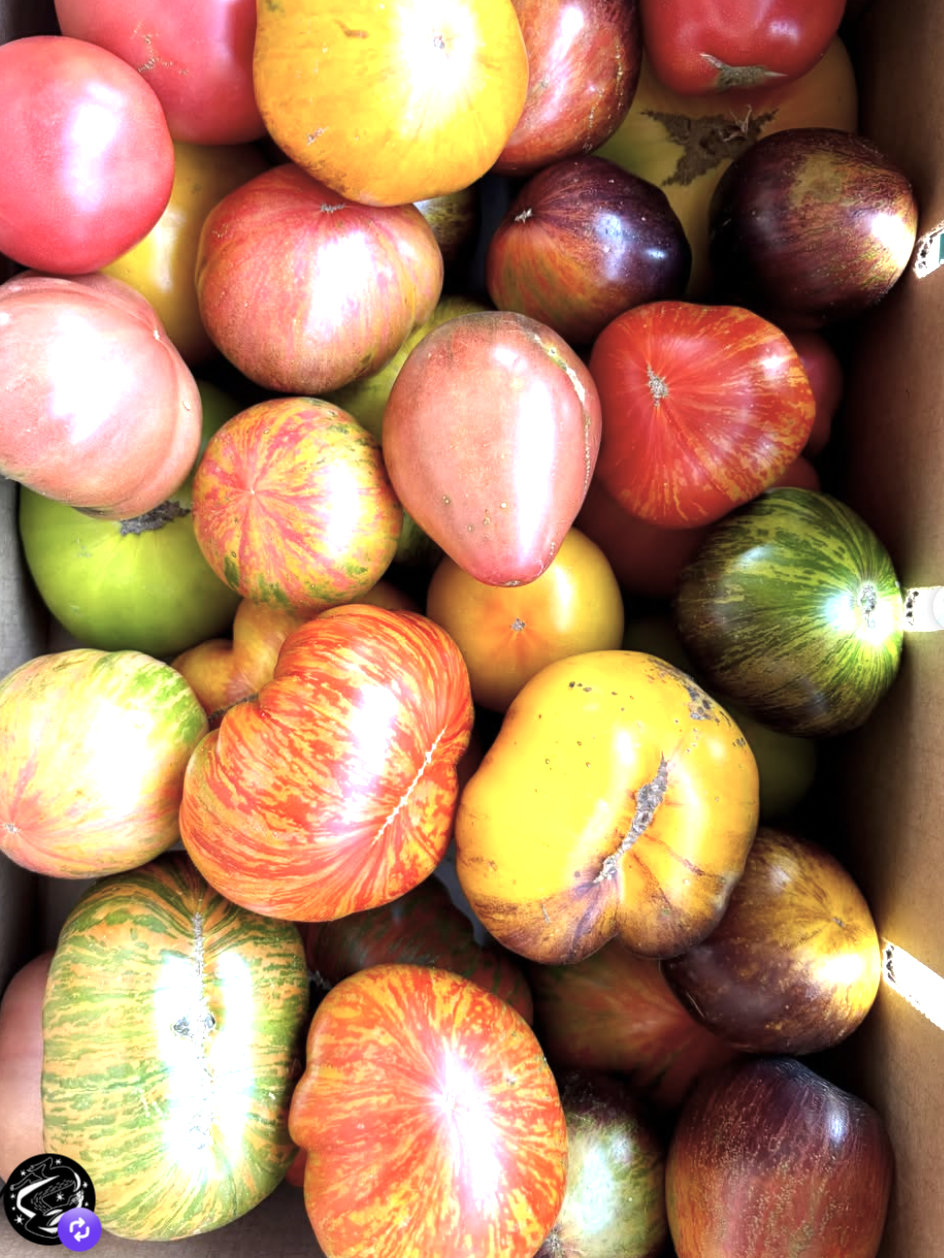Killer Tomato Guy Heirlooms