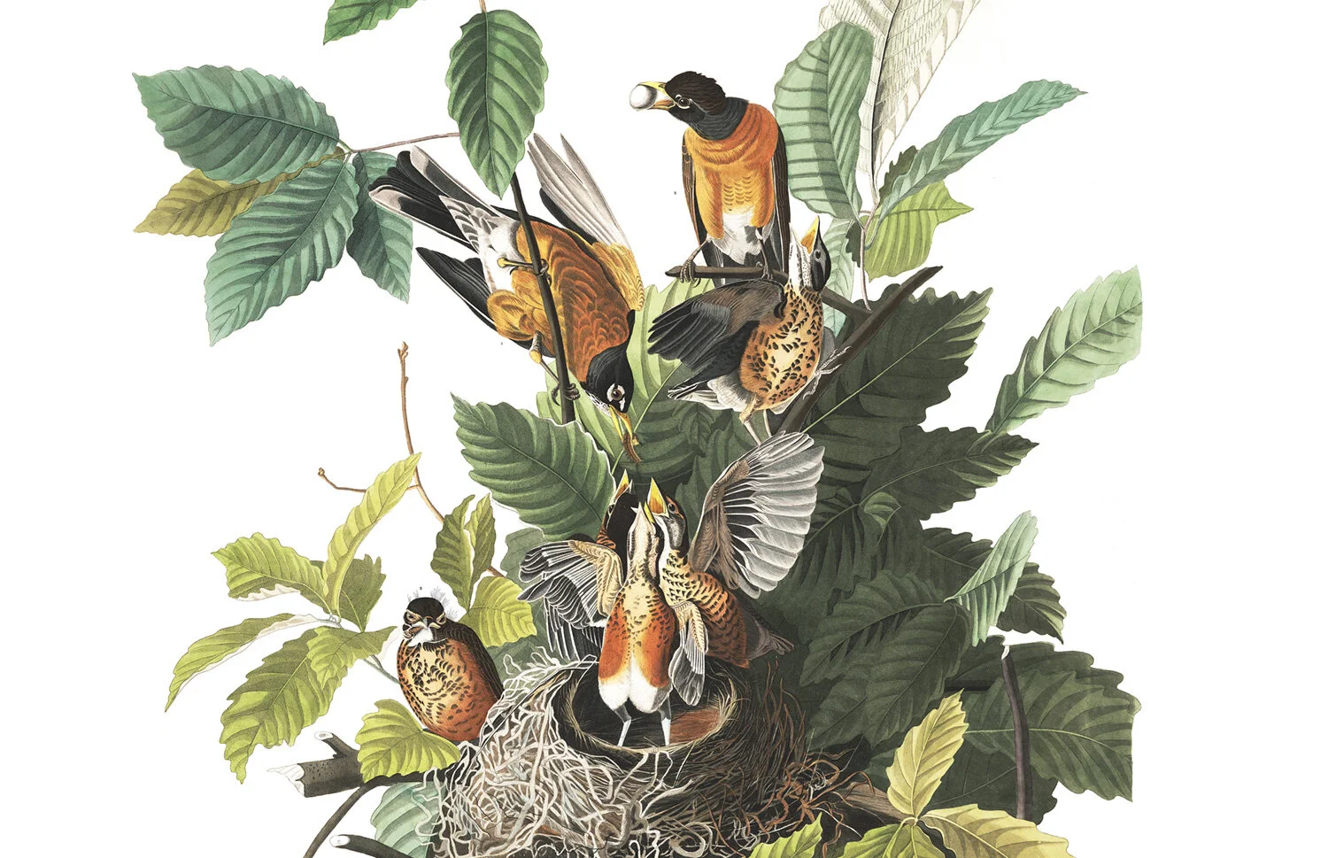 american-robin-banner.jpg