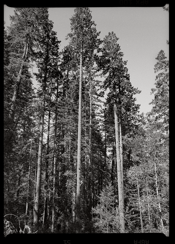 Zoom in to see tree climber!