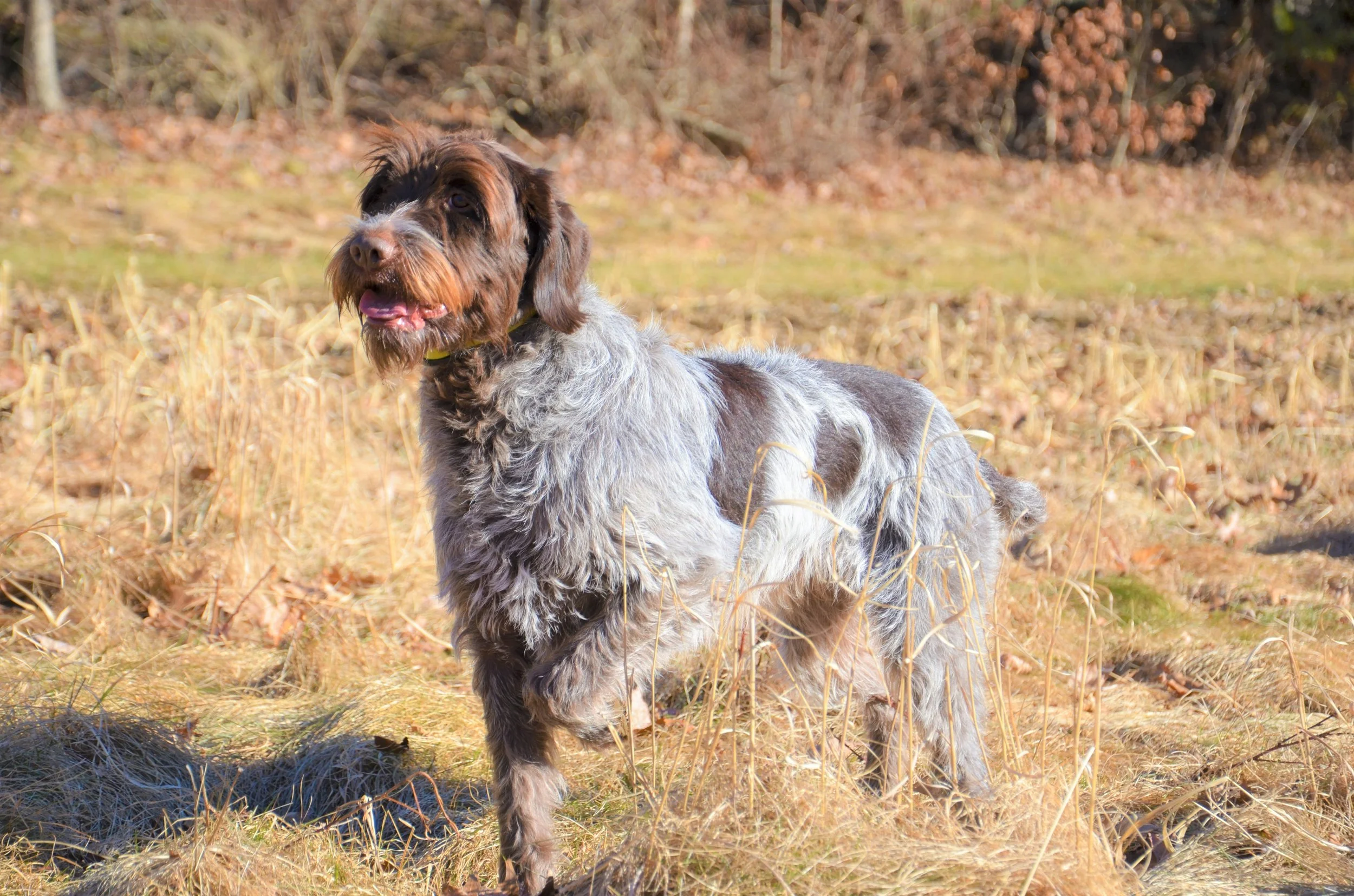 2019 Field Dog- VC CrownPoint Likewise SH MH NAI UTI.JPG