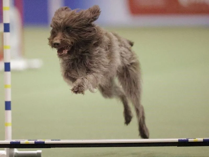 Dog jumping over an agility hurdle