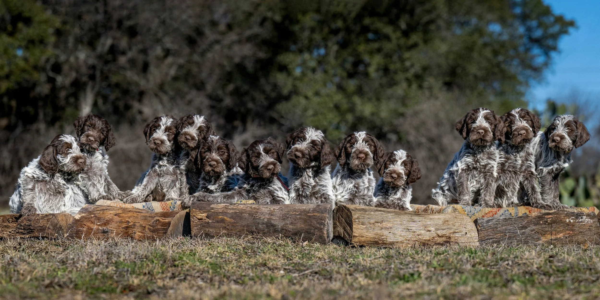 Afp Griffons Breeders Referral | Find Your Perfect Companion — AWPGA