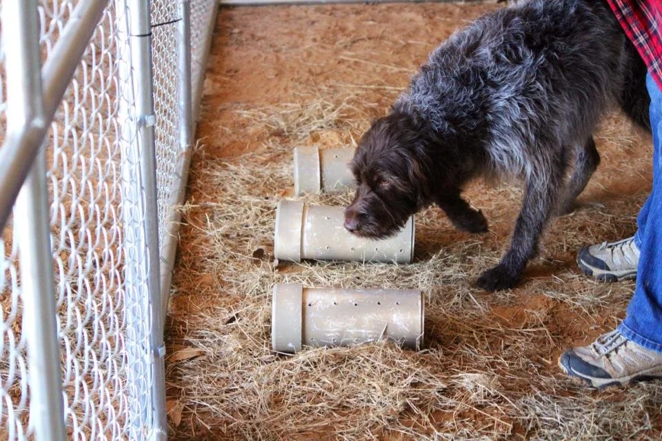 A dog sniffing near PVC tubes on straw in a fenced area, with a person's legs visible nearby.