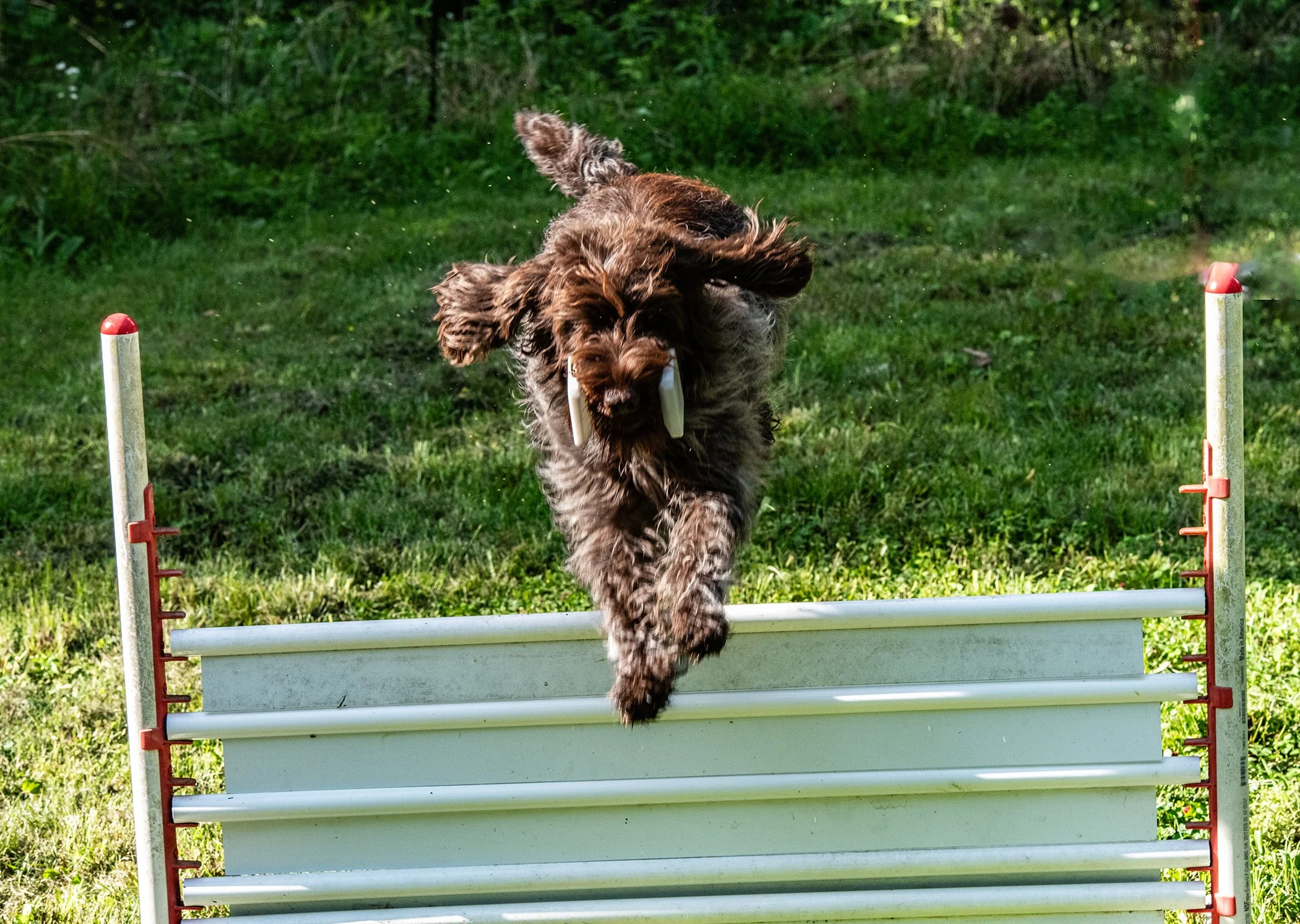 A brown dog jumping over an agility hurdle in a grassy area.