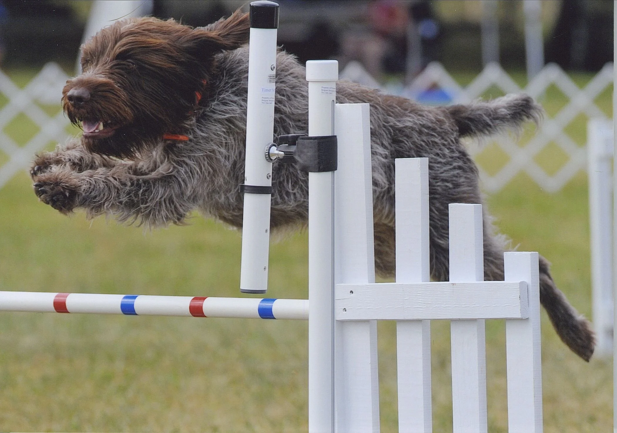 Wire-haired dog jumping over an agility hurdle in a grassy area.