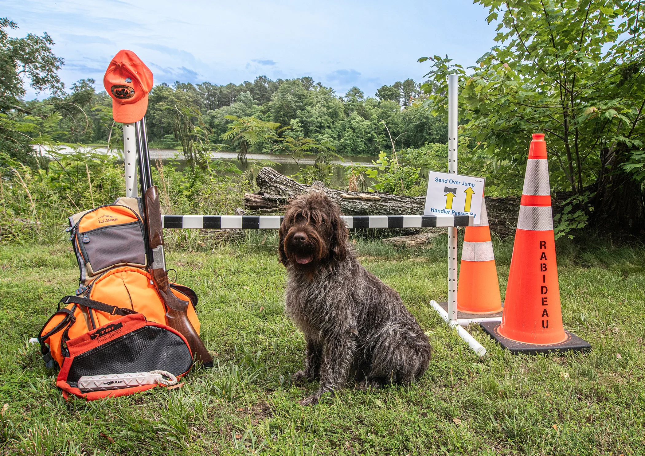 A dog sitting on grass next to orange backpacks, hunting gear, and traffic cones, with a wooded landscape in the background.