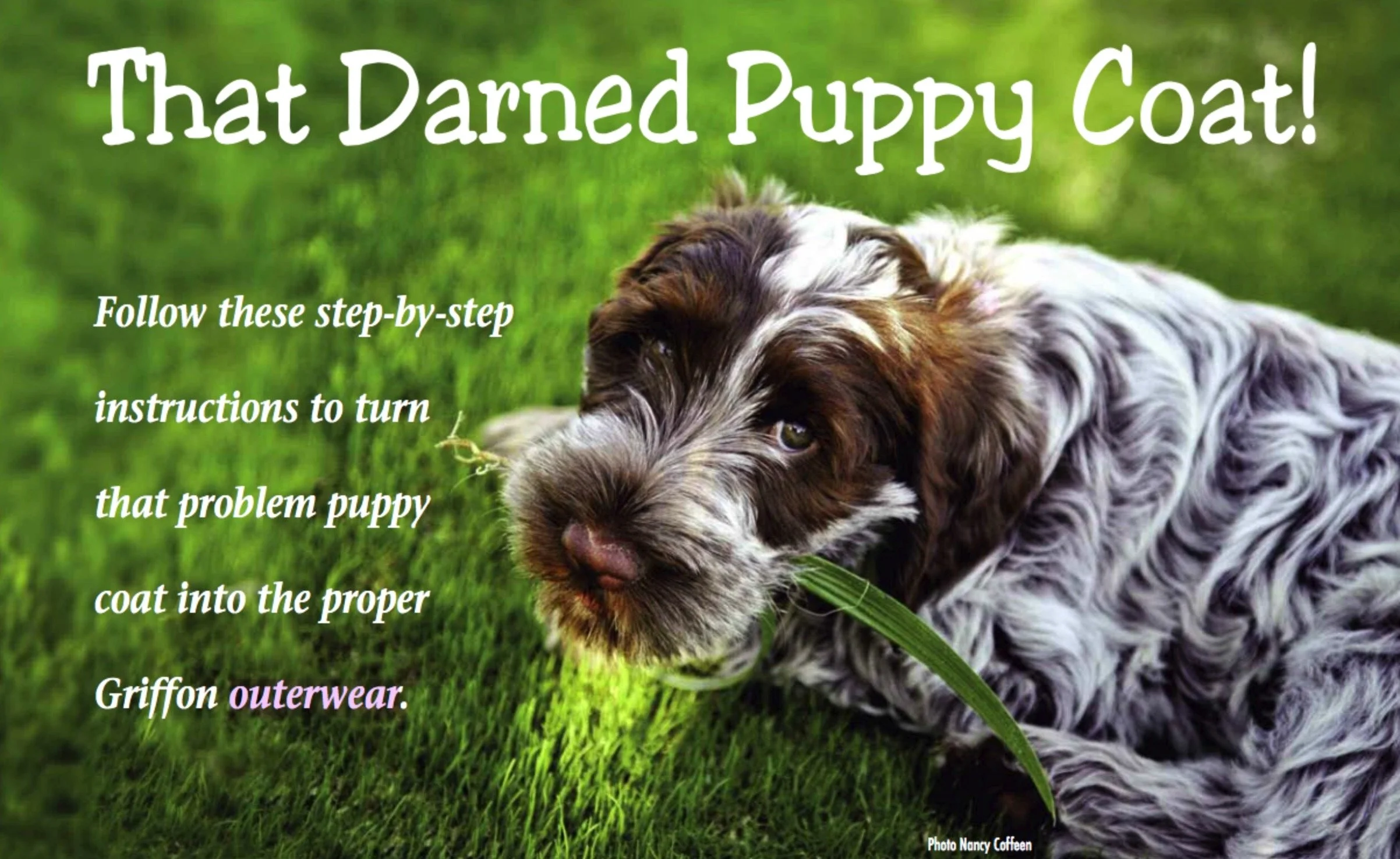 Wirehaired puppy lying on grass, with text overlay "That Darned Puppy Coat! Follow these step-by-step instructions to turn that problem puppy coat into the proper Griffon outerwear." Photo by Nancy Coffeen.