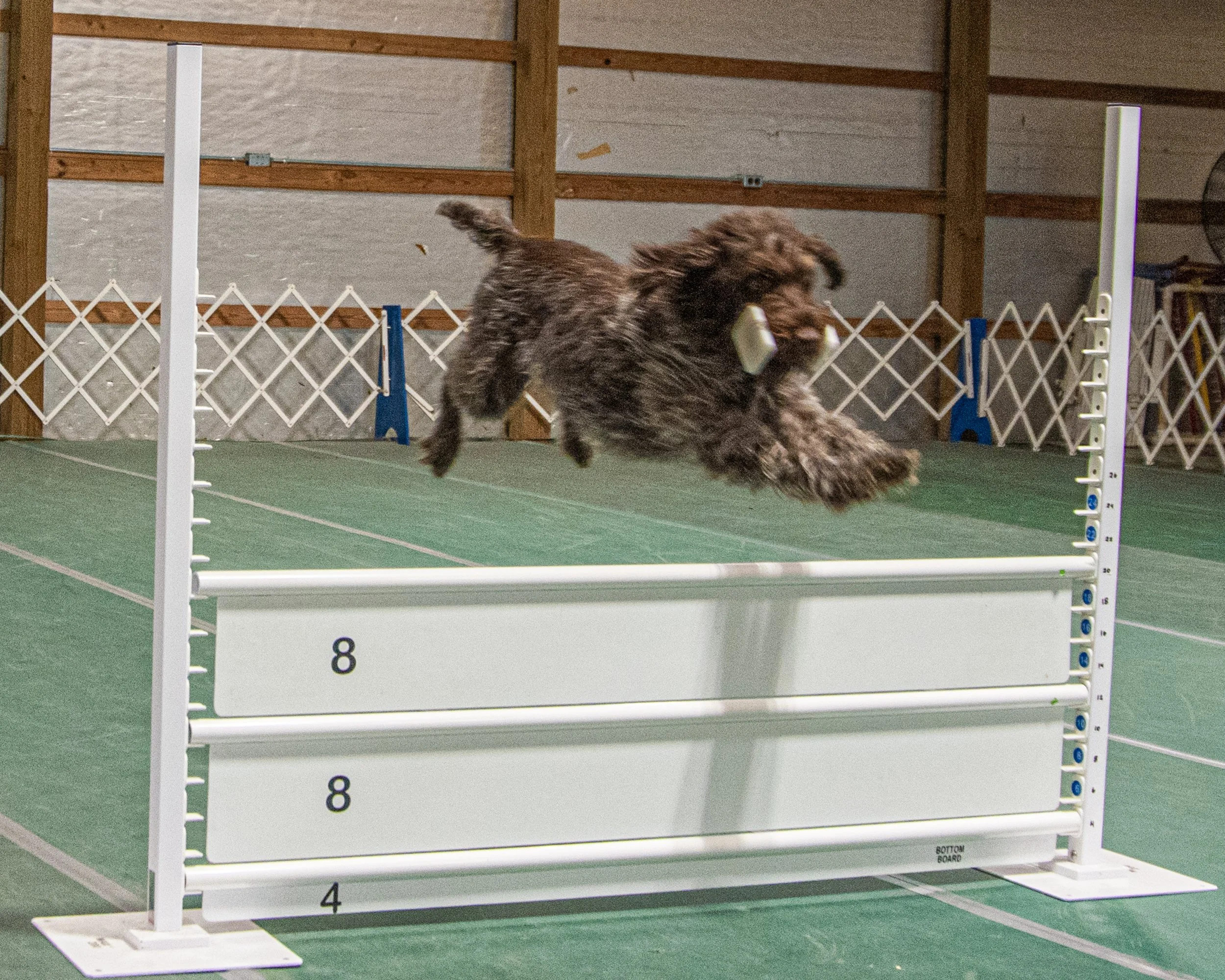 Frankie open obedience.jpg