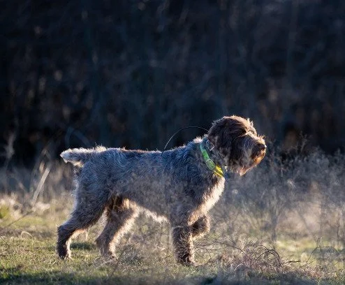 Dog standing on grass in a field, wearing a neon collar
