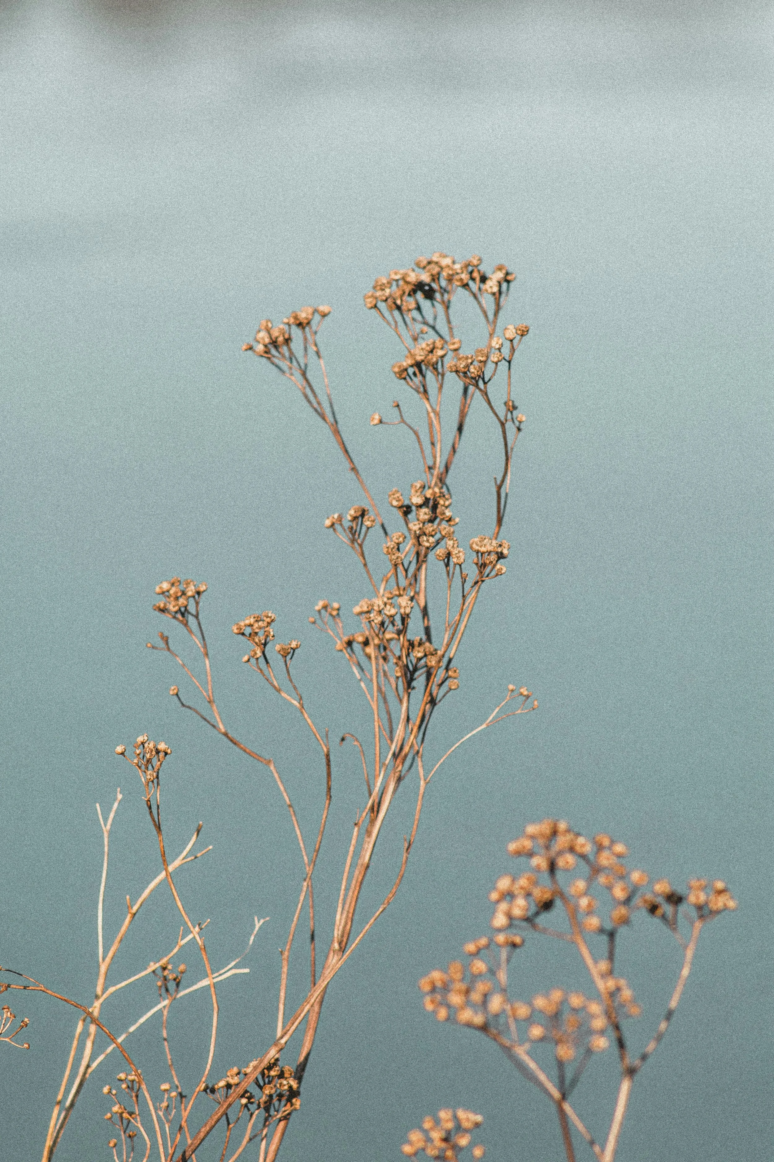 Dried plant with small flowers against a blue background.