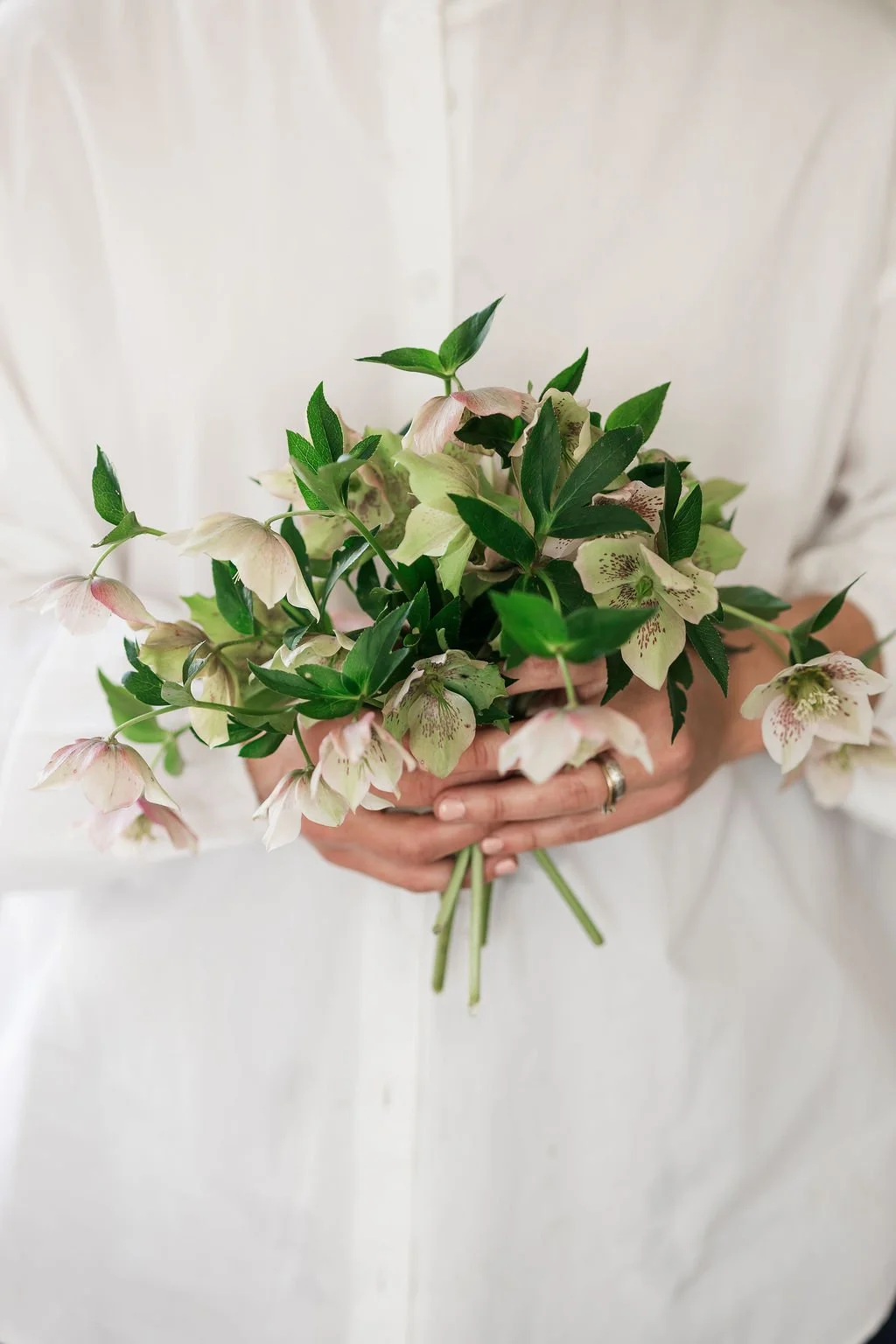 Person holding a bouquet of cream-colored and pink-tinged helibores with dark green leaves, against a white background.