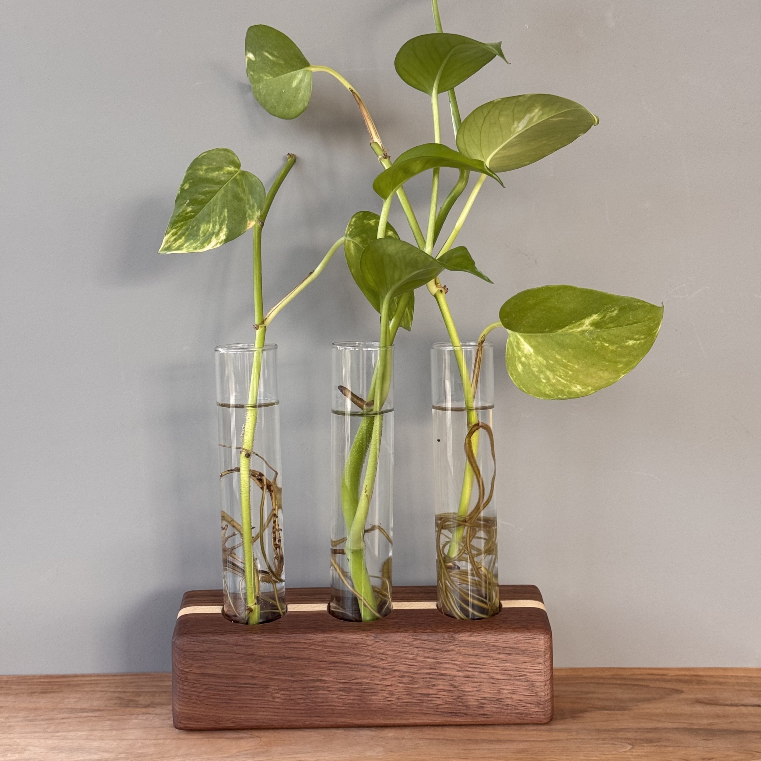Plant Propogator (Three tubes)