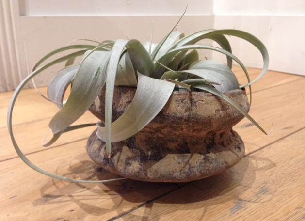 ANTIQUE TERRACOTTA VESSEL WITH TELLANSIA SPECIMEN.png
