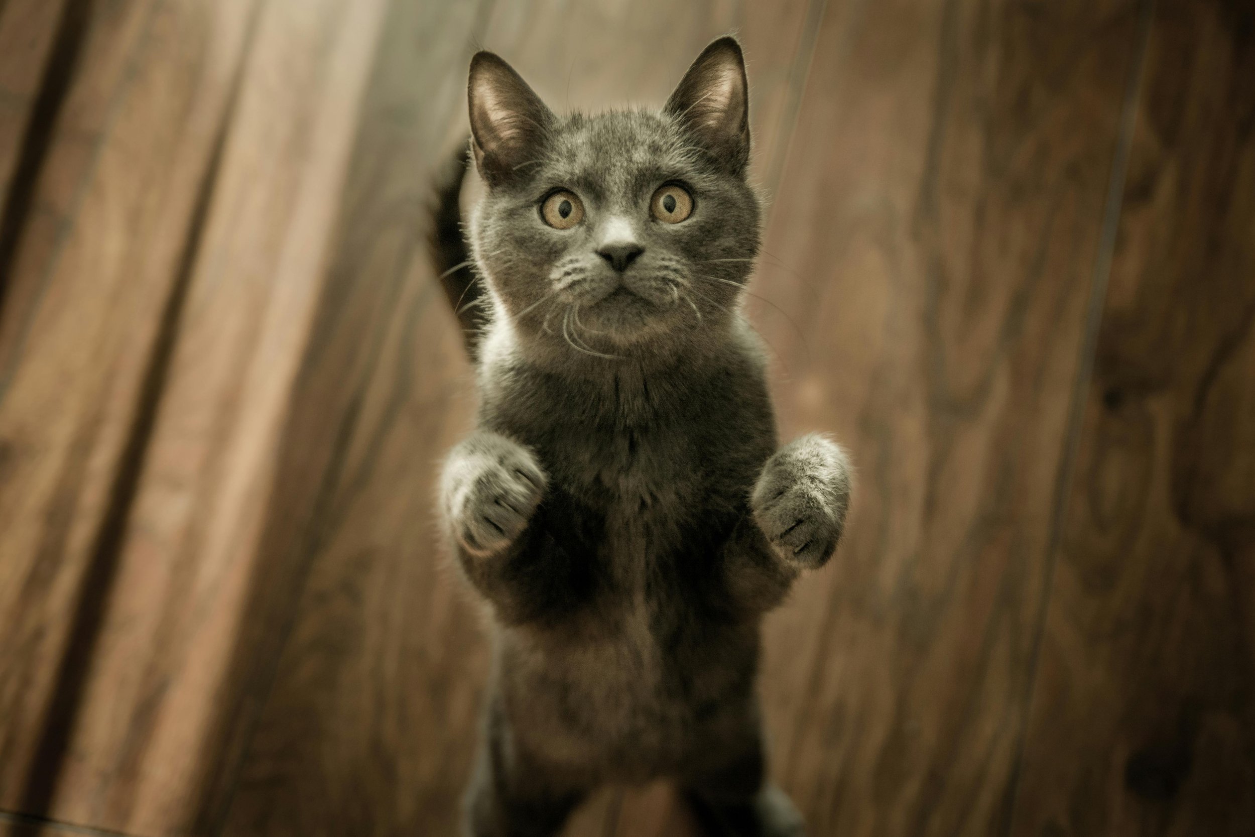 Land Like a Cat: The Science of Softness and Strength in Pilates