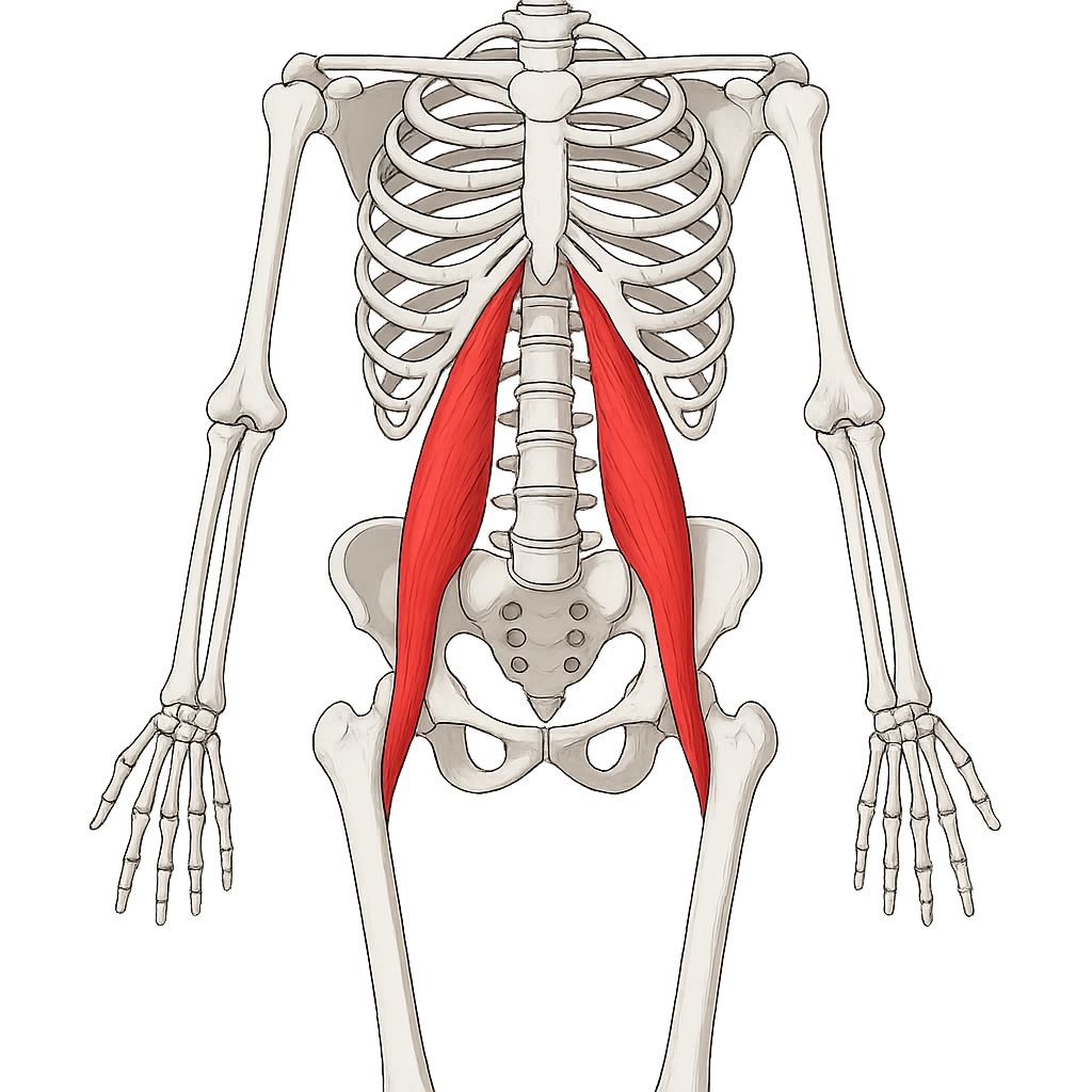 What Is the Psoas, and How Does It Affect the Lower Back?