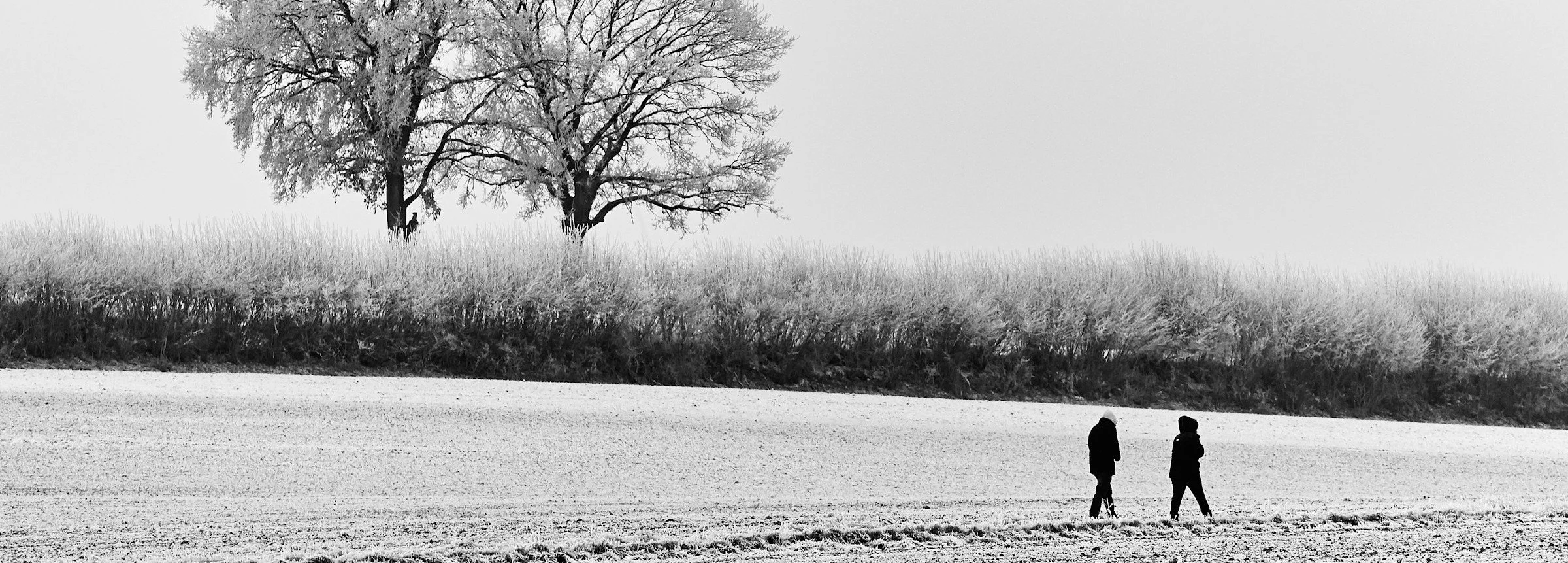 Winter Walks 