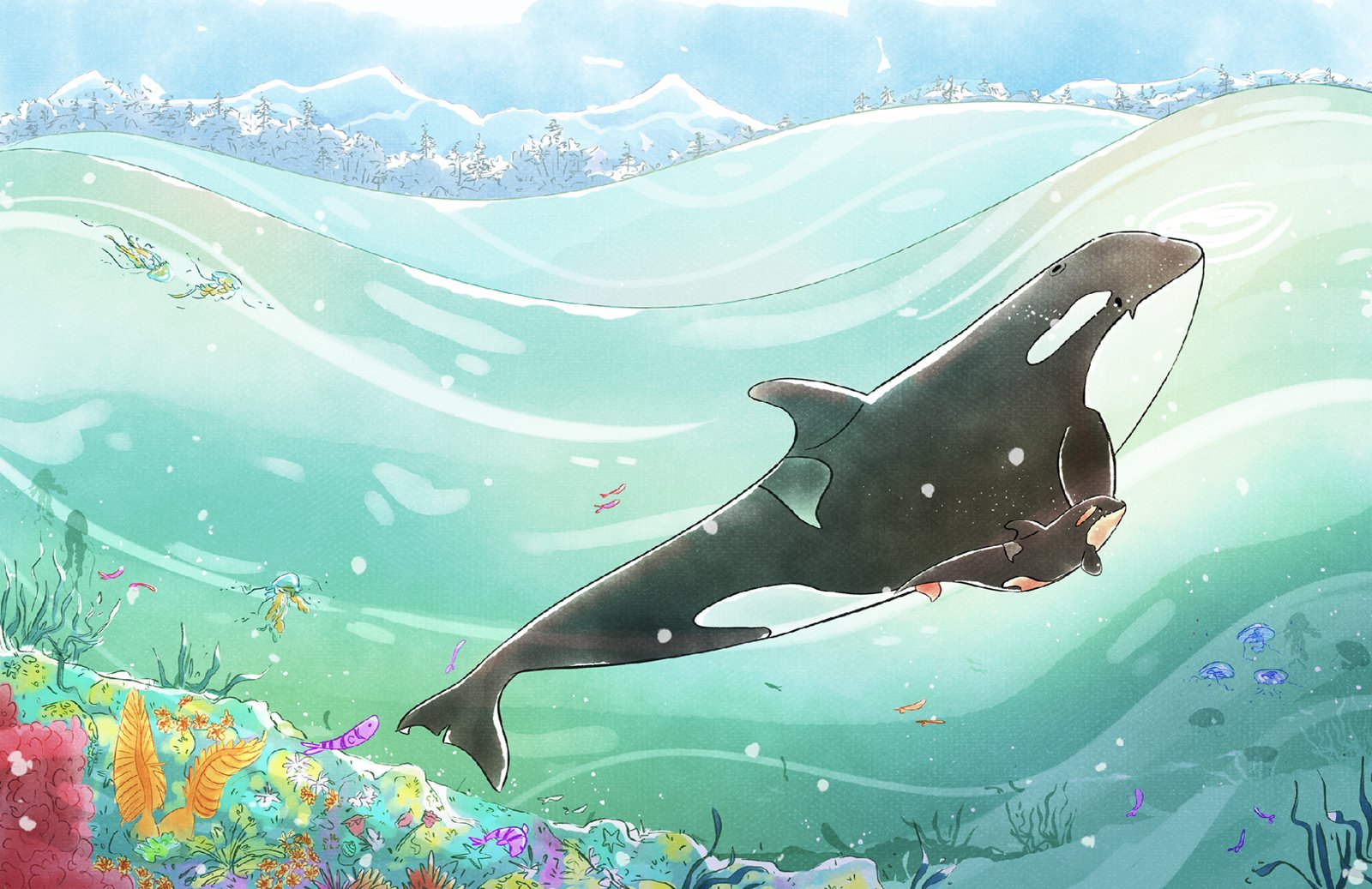 "Close to Mother": Digital watercolor of Tahlequah J-35 and her calf “Bara” J-61 in the Salish Sea by Marcela Soares, ©2026