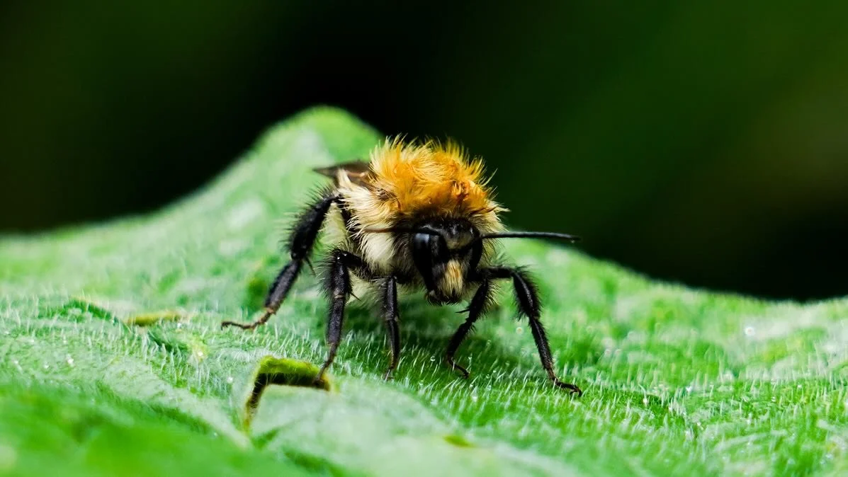 A fluffy tree bumblebee resting on a leaf.

Bees are hardworking pollinators, vital to our environment and food chain. Their fuzzy bodies help transfer pollen between flowers!

&mdash;

#bee #bumblebee #cumbria #naturephotography #nature #photography