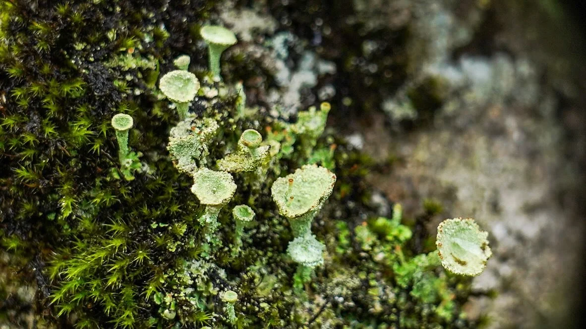 Lichen, moss and mushrooms!

These are some of my favourite subjects as they are absolutely everywhere, next time you&rsquo;re on a walk take a close look at the dry stone walls and fallen trees around you to see what you can find&hellip;

&mdash;

#