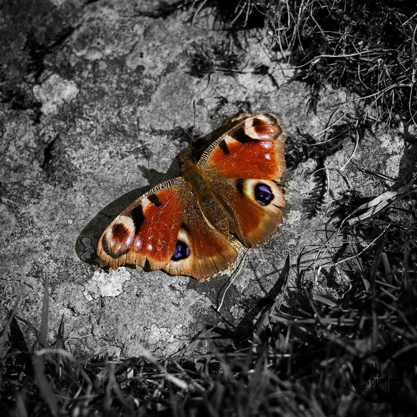 A beautiful peacock butterfly bathing in the sun.

Peacock butterflies come out in the early and have a very recognisable and colourful eye-like wing pattern.

---

#cumbria #naturephotography #nature #photography #butterfly #butterflyphotography #tr