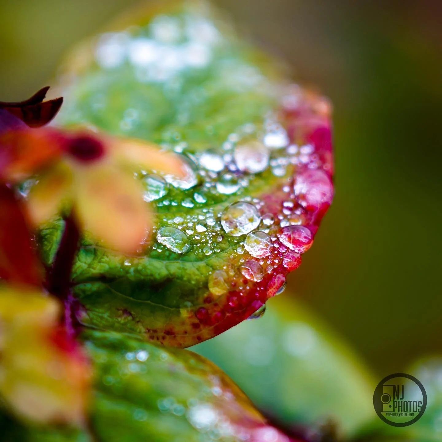 A short series of photos from a rainy day.

Finally got a chance to get back out with my camera after focusing on school work the past few weeks. Planning on much more regular posing from here on out! 

- - -

#plants #rain #raindrops #cumbria #natur