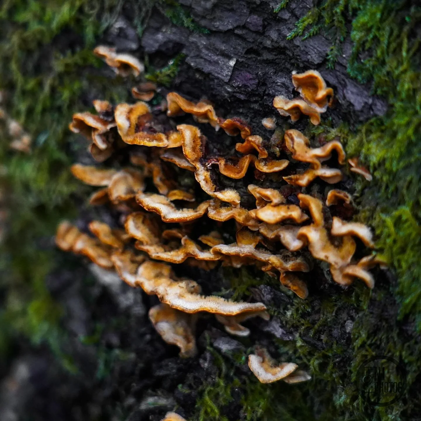 Today&rsquo;s fungi is a leaf fungus named Stereum Complicatum. Also known as Crowded Parchment!

Crowded Parchment grows on dead and decaying wood so it is very common to find even just in your back garden, if not if you look closely next time your 
