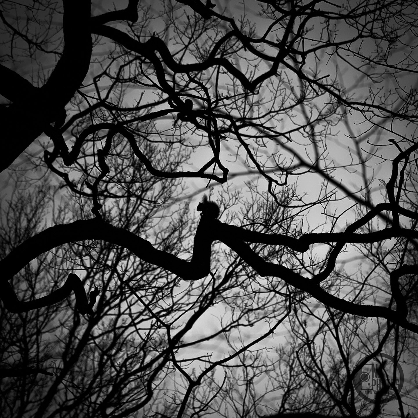 Hiding among the branches!

I took this photo a while ago now while in a nature reserve in Carlisle, the silhouette of a squirrel perched on a branch. did you know squirrels live in nests? these nests are called dreys!

---

#squirrel #cumbria #natur