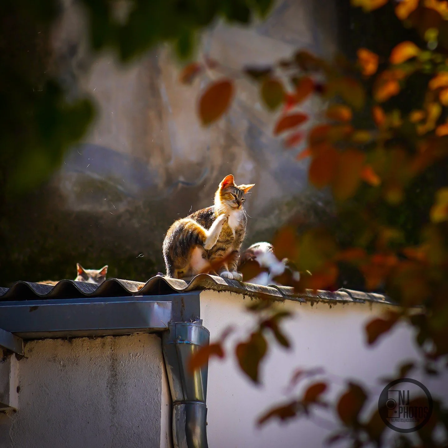 Having a good scratch!

The third and final photo of the stray cats I encountered in Split, Croatia on my trip to Europe earlier this year!

---

#croatia #split #cat #catphoto #catphotography #naturephotography #nature #photography #travel #photooft