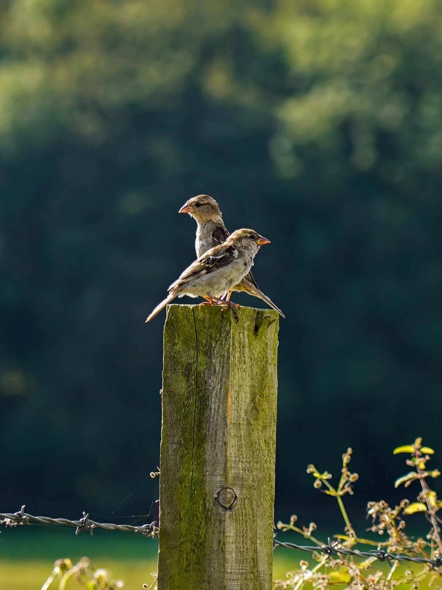 Two house sparrows on a post.

Found this from a little while ago from a camping trip in Kirkudbrugh.

&mdash;

#birds #birdphotography #naturephotography #nature #photography #travel #photooftheday #travelphotography #naturelovers #landscapephotogra