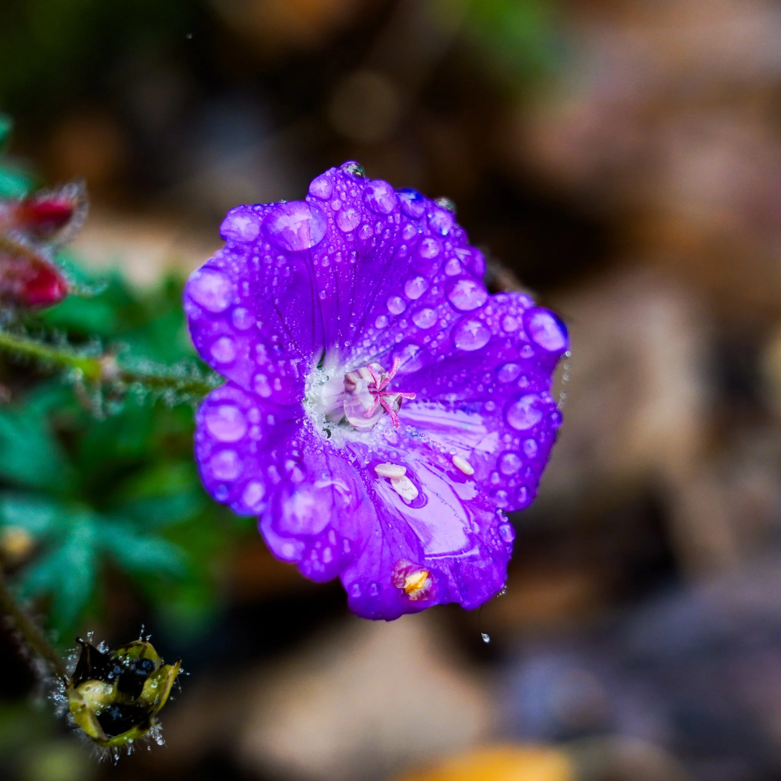 A close-up of a small yellow and black insect on a purple flower with water droplets on its petals.