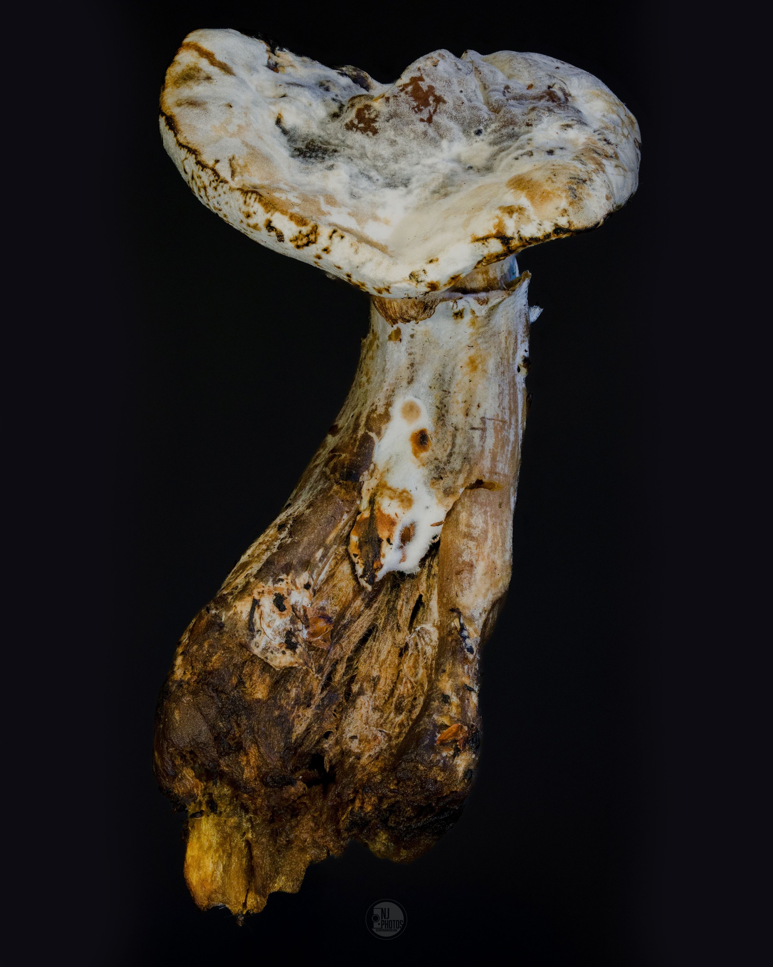 Close-up image of a weathered, partially burnt tree branch or log with rough texture, against a black background.