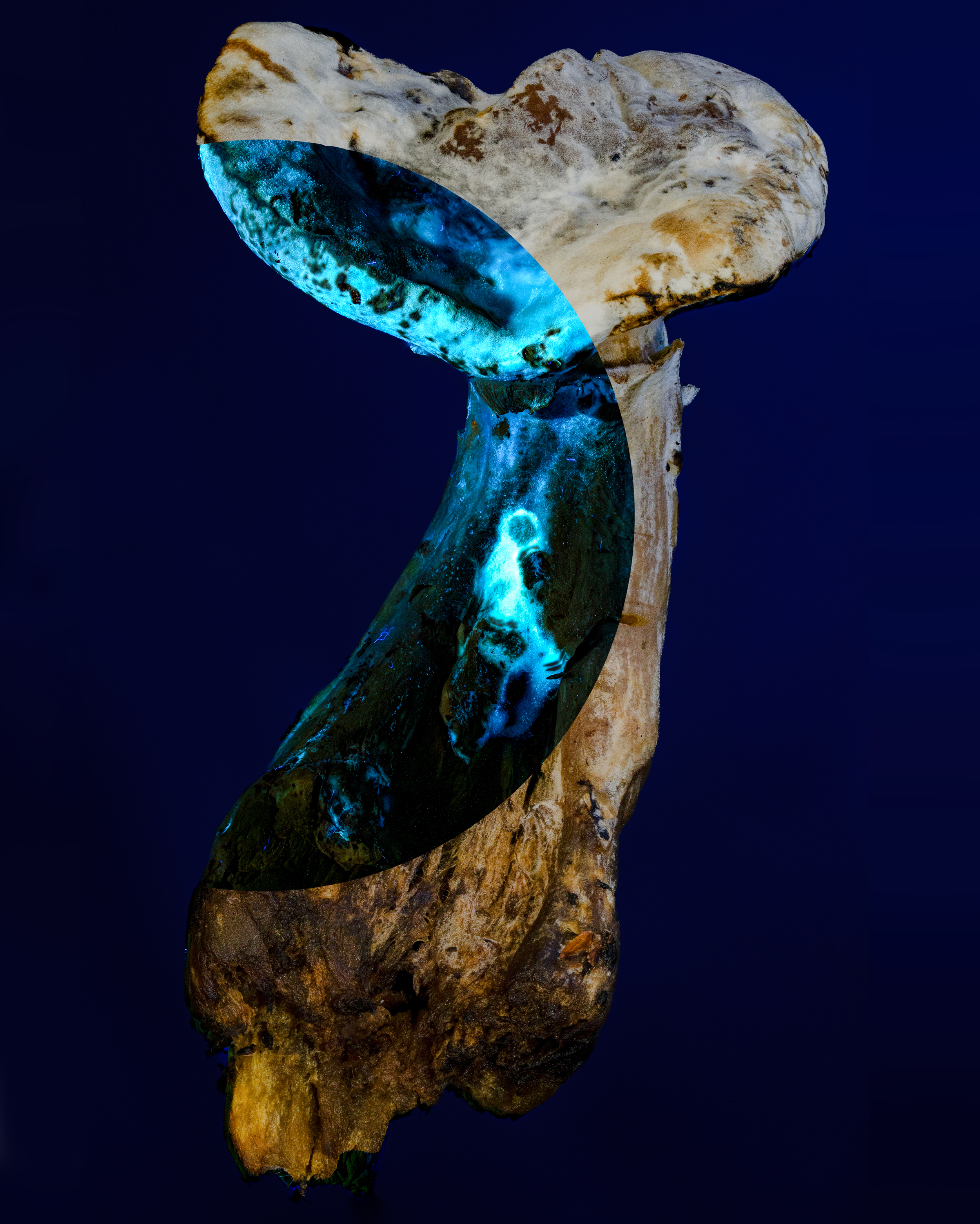 A close-up image of a converging old, tan and brown rock and a shiny, blue and green mineral with a curved surface, against a dark background.