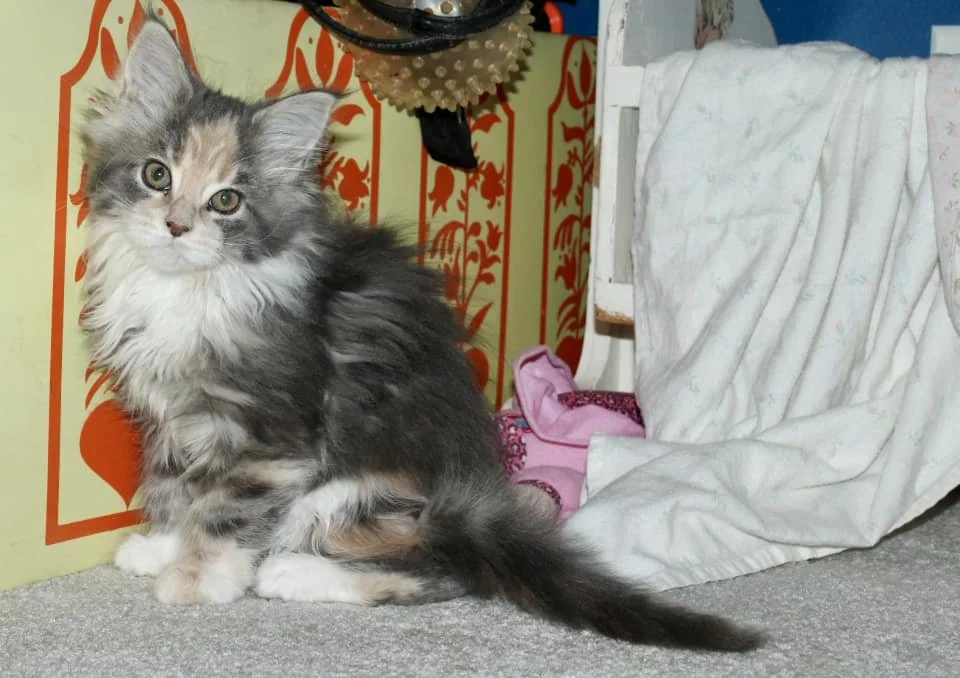 blue calico kitten.jpg