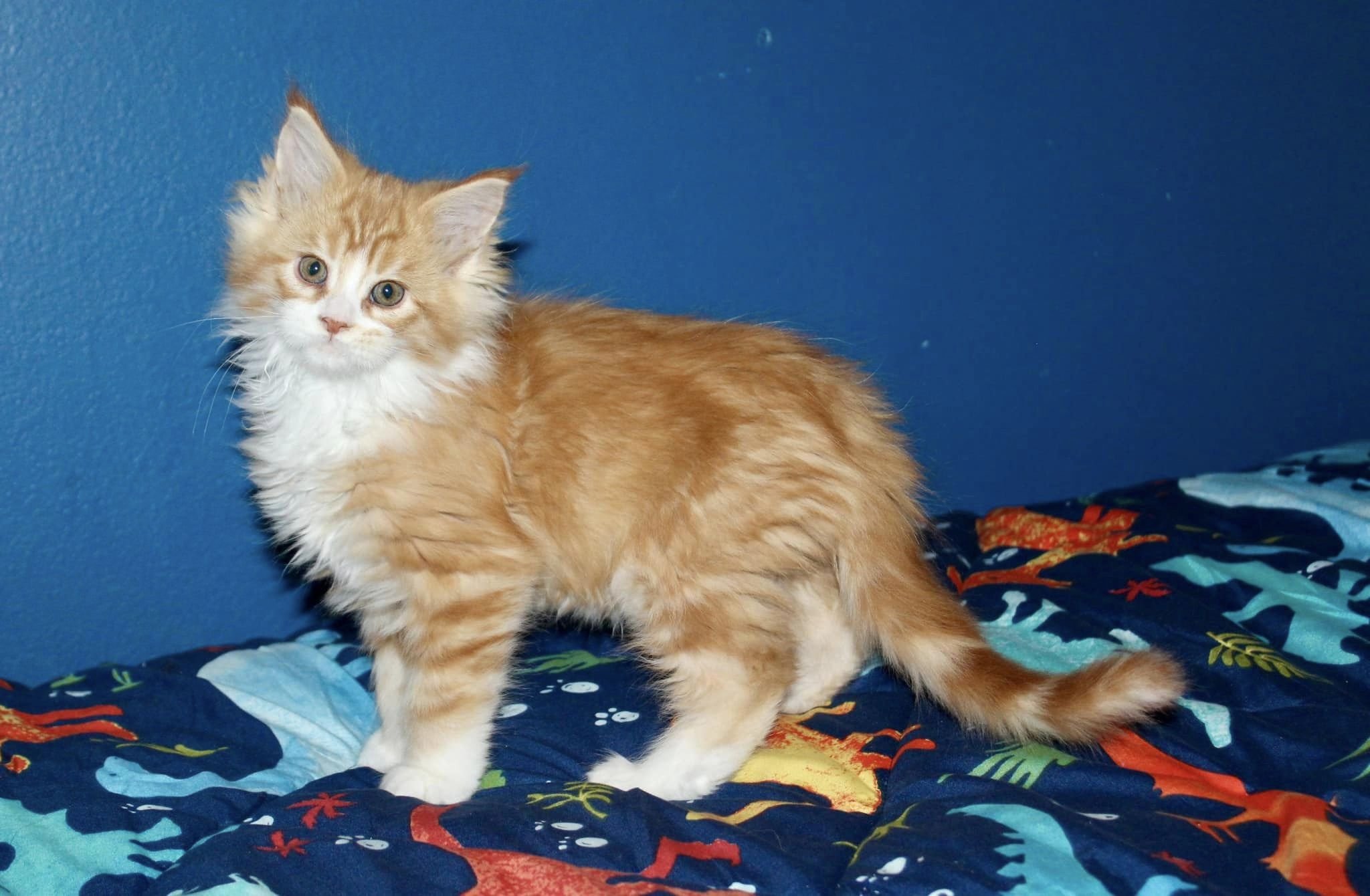 orangestandingkitten.jpg