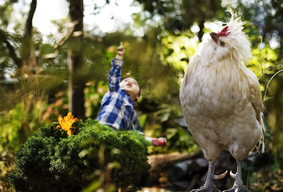 Sandrow embraced the riddle  “Why did the chicken cross the road?”: possibly a “folly”, for the cockerel Shinnecock, named for where we met, to be my guide, muse.” 