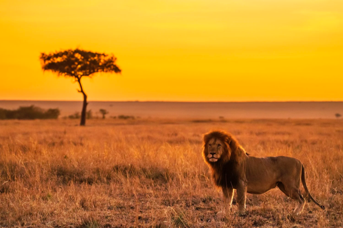 Missing the Lion