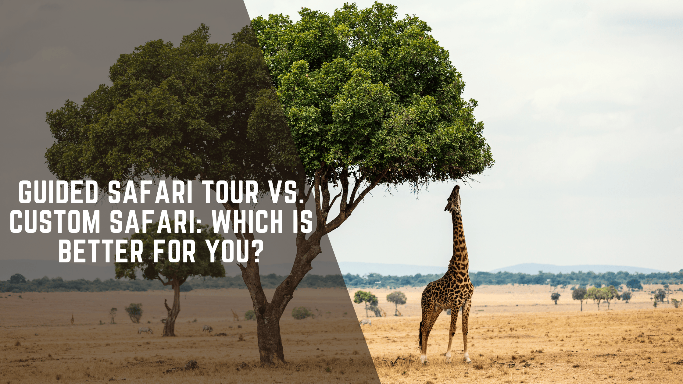 Guided Safari Tour vs. Custom Safari: Which Is Better for You?