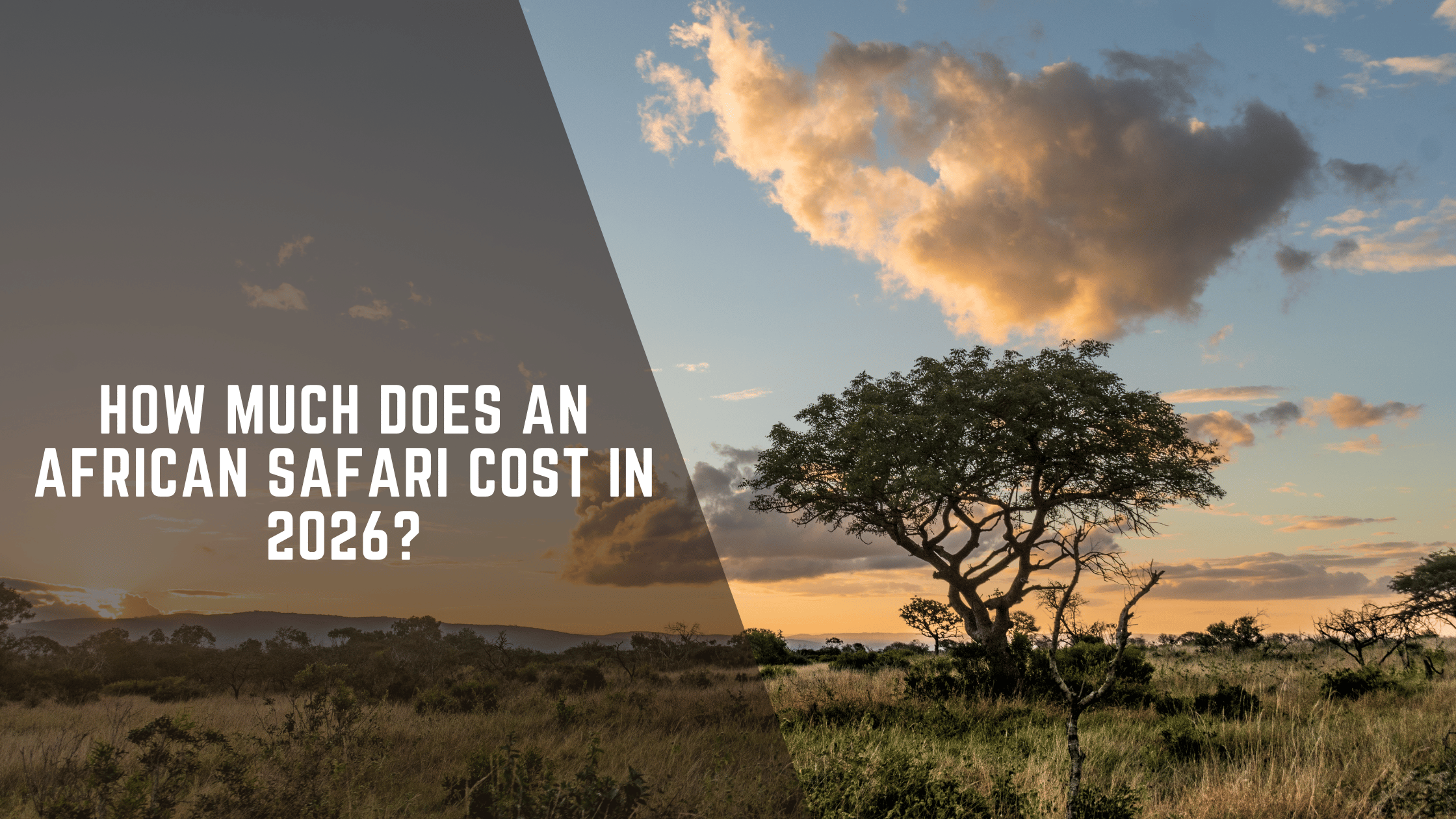 How Much Does an African Safari Cost in 2026?