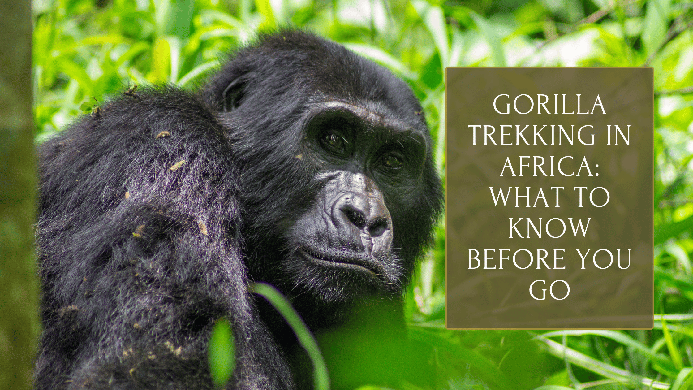 Gorilla Trekking in Africa: What to Know Before You Go