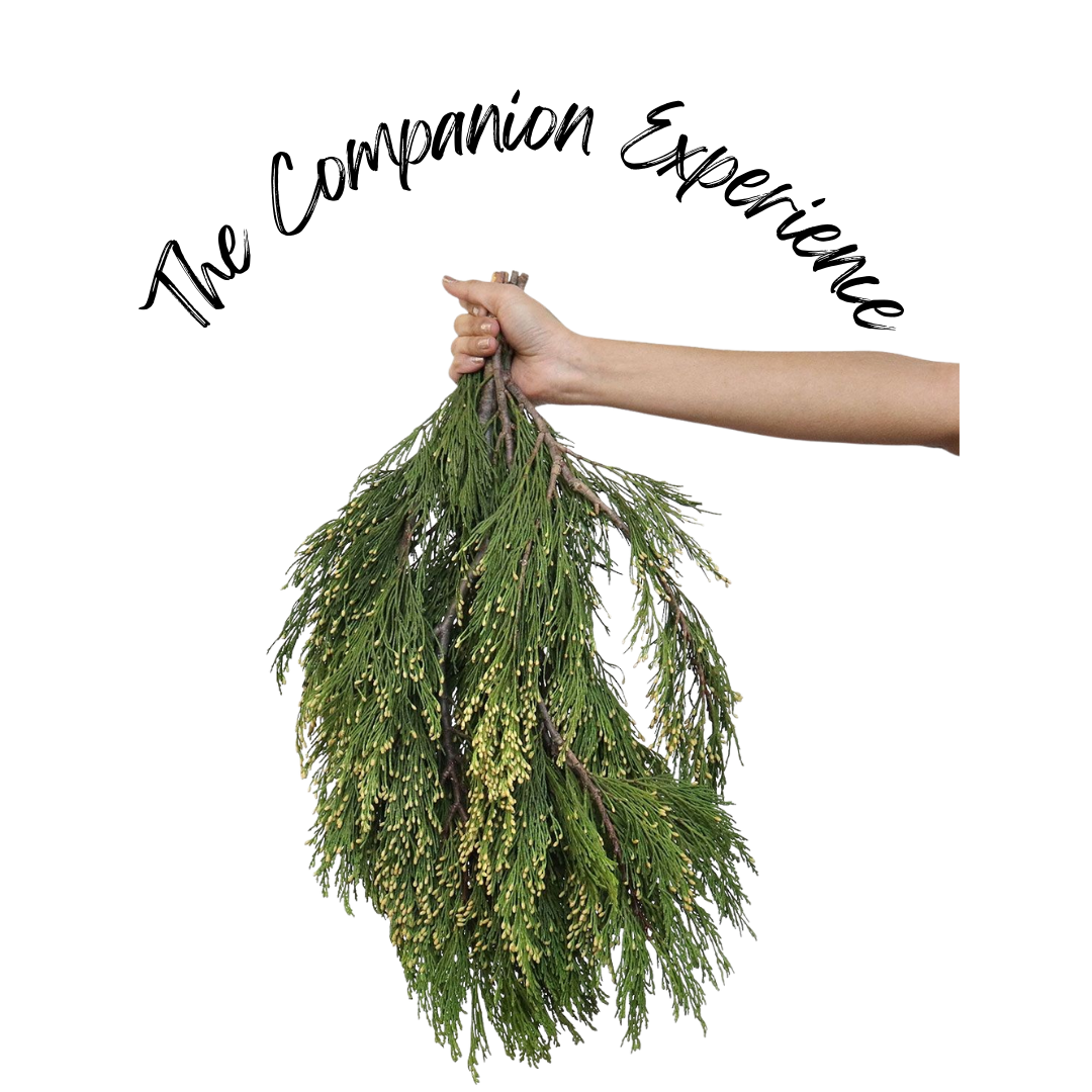 The Medicine Council: THE COMPANION EXPERIENCE with Cedar