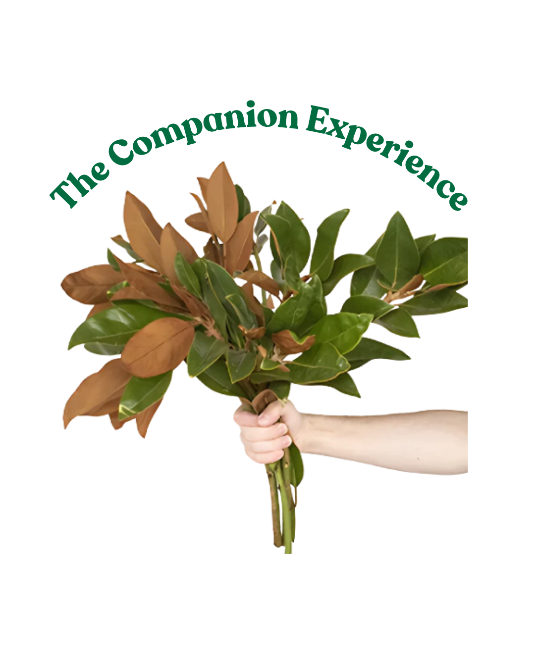 The Medicine Council: THE COMPANION EXPERIENCE with Magnolia