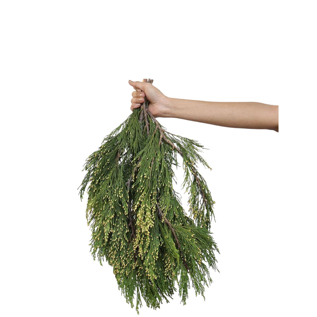 The Medicine Council: THE EXPERIENCE with Cedar