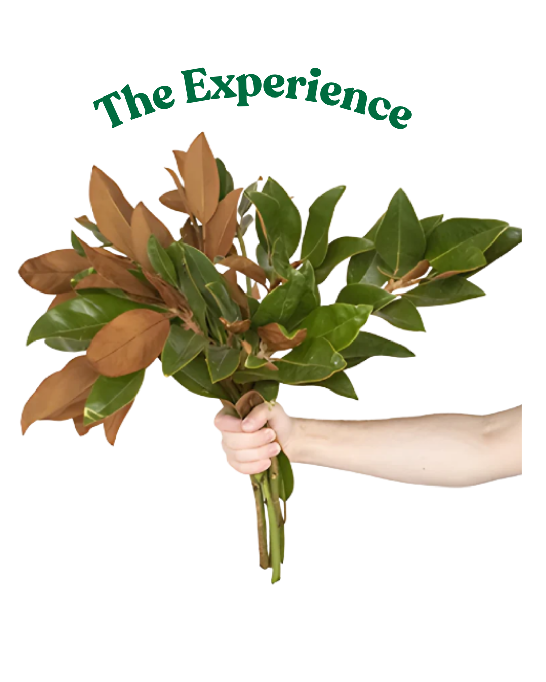 The Medicine Council: THE EXPERIENCE with Magnolia