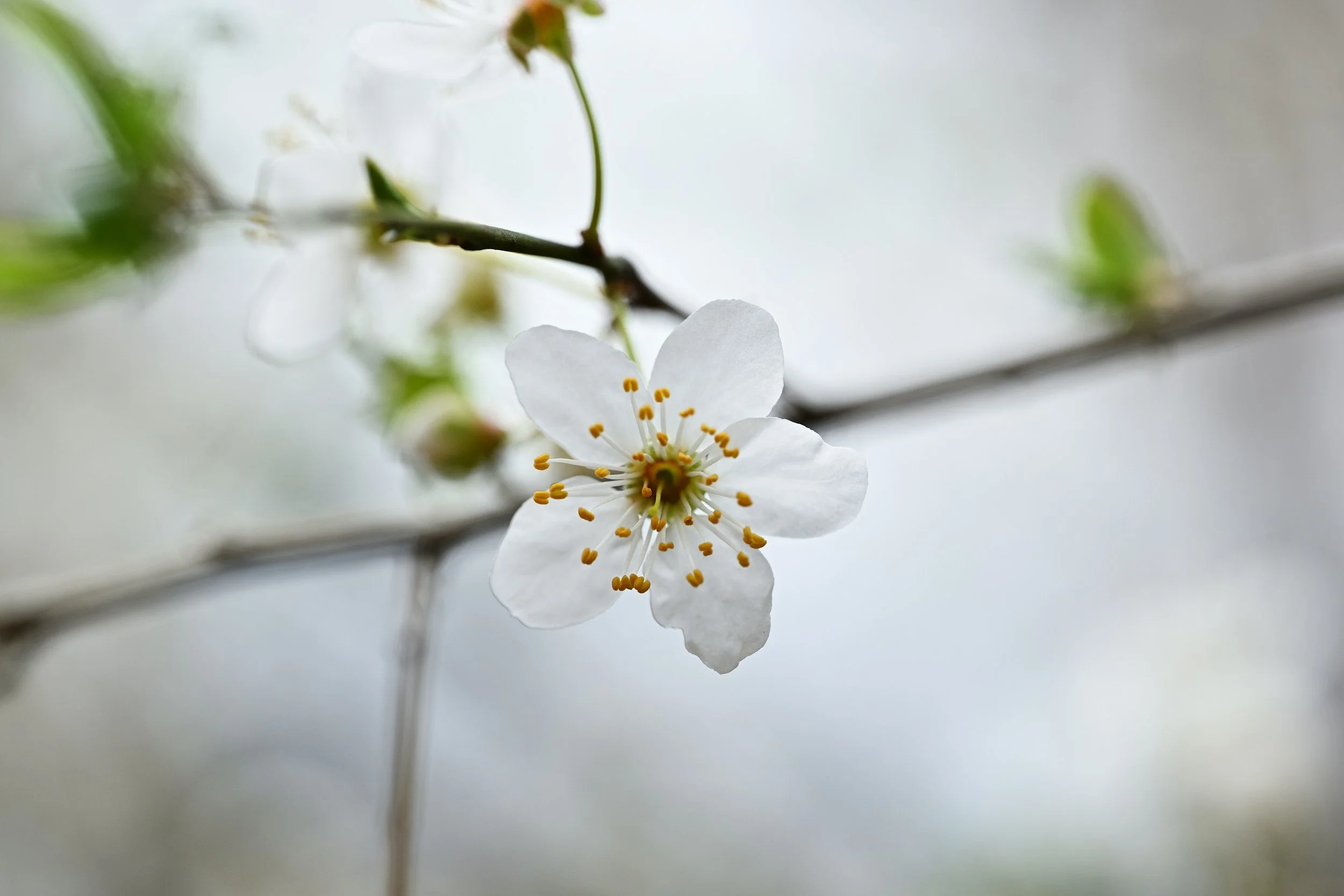 Serotiny teaches us about new growth