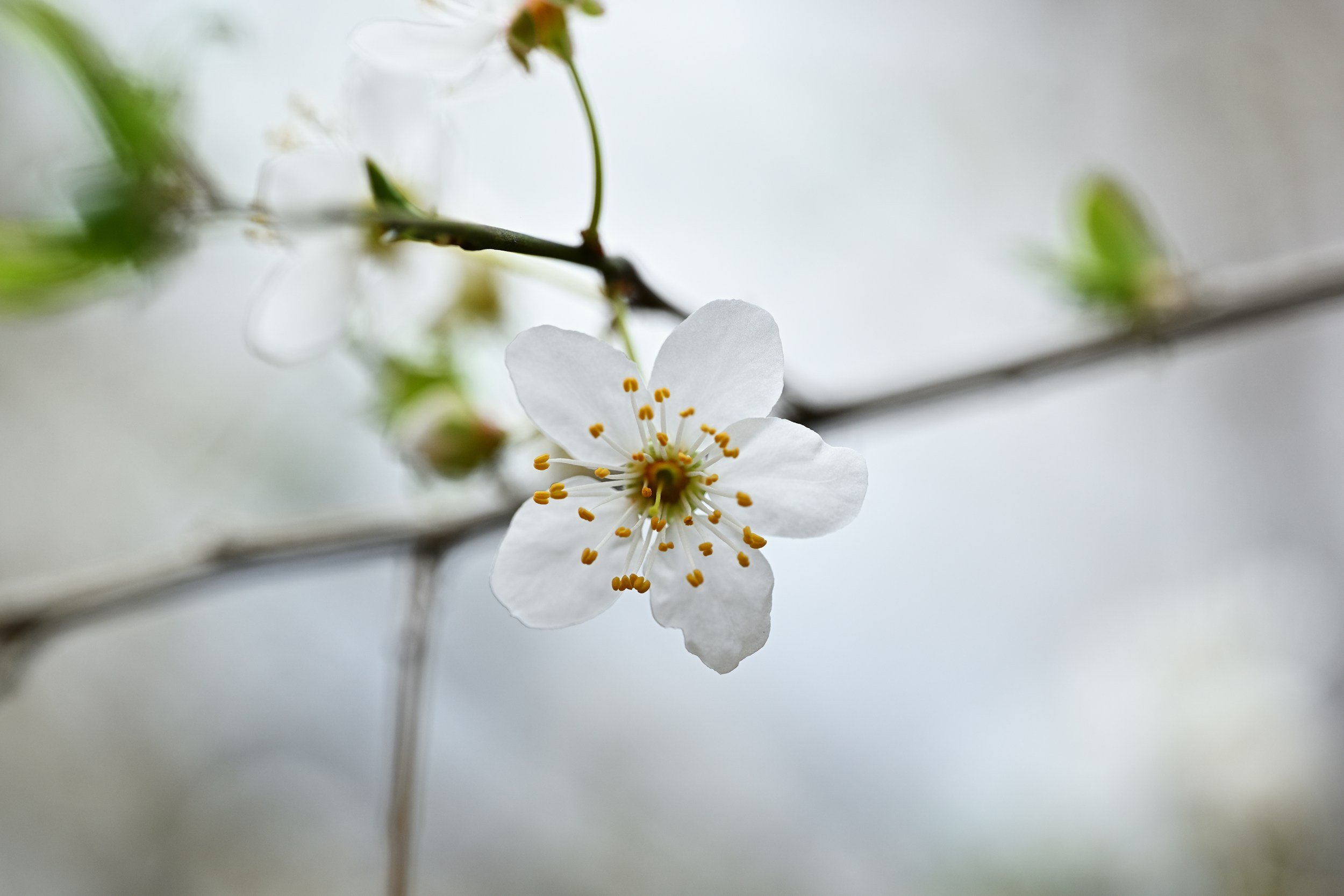 What “Serotiny” Teaches Us About Growth From Hardship