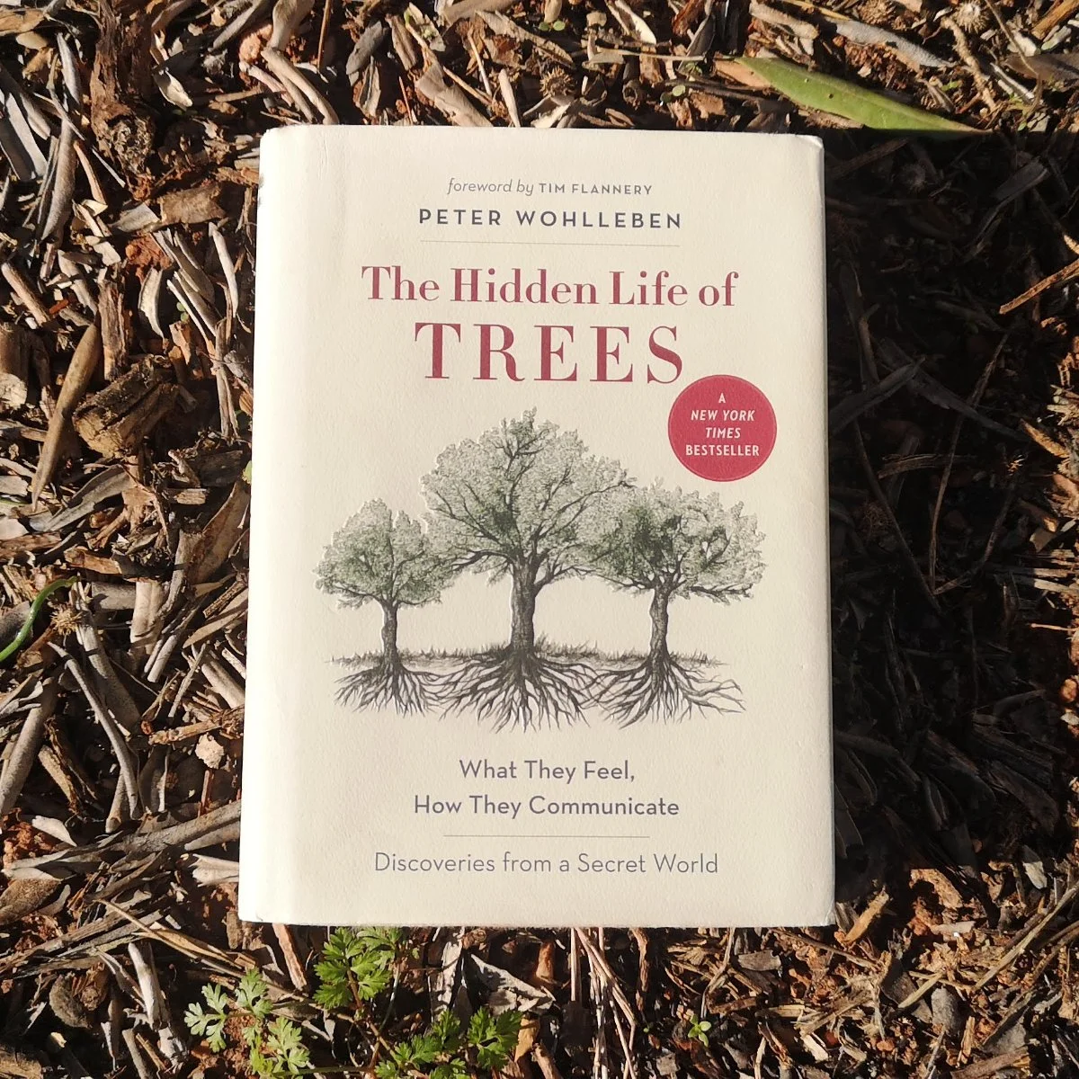 Book titled "The Hidden Life of Trees" on a bed of dried leaves and small green plants. The cover features an illustration of three trees with visible roots.