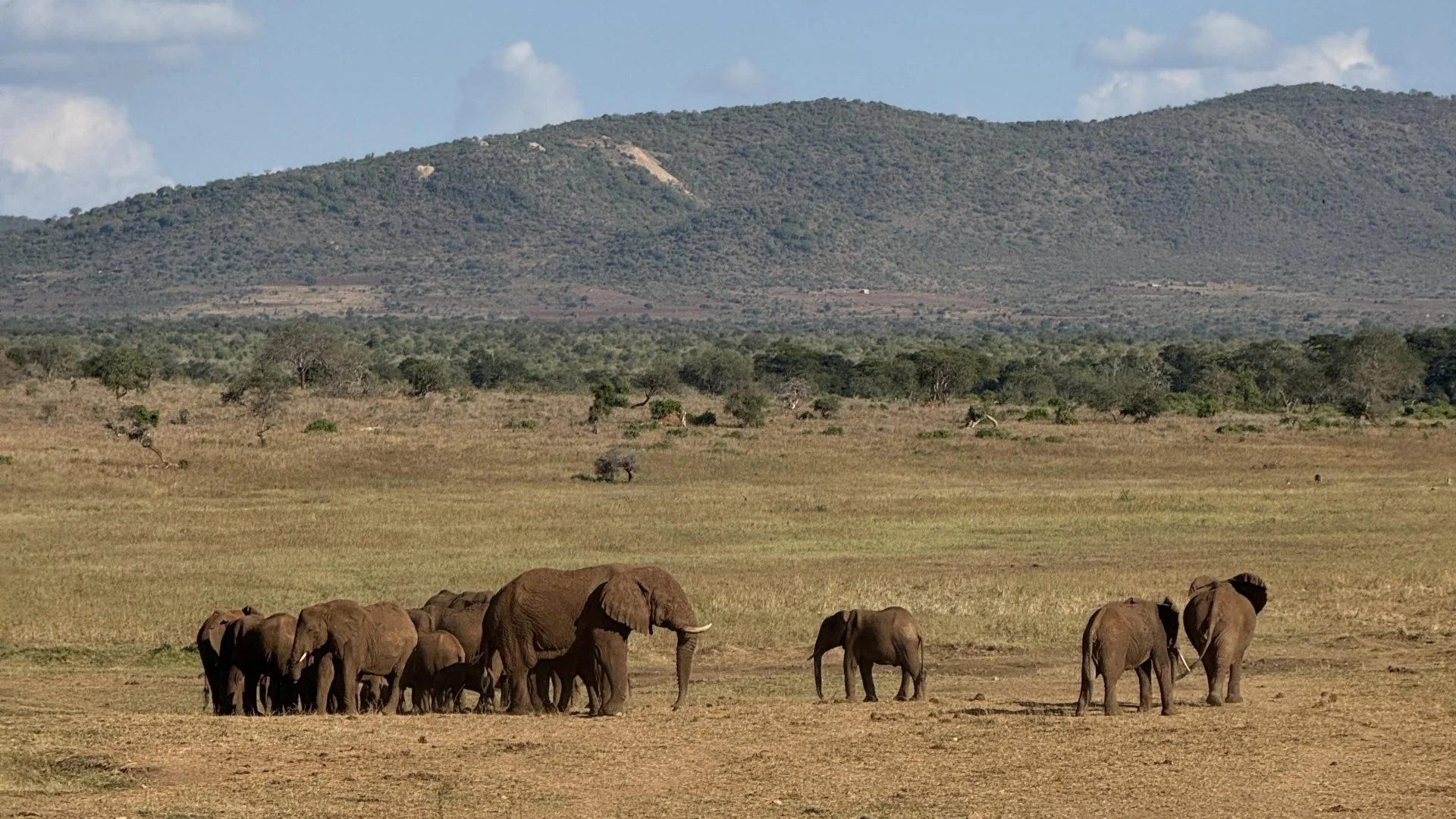 East African Classic Rally Elefanten