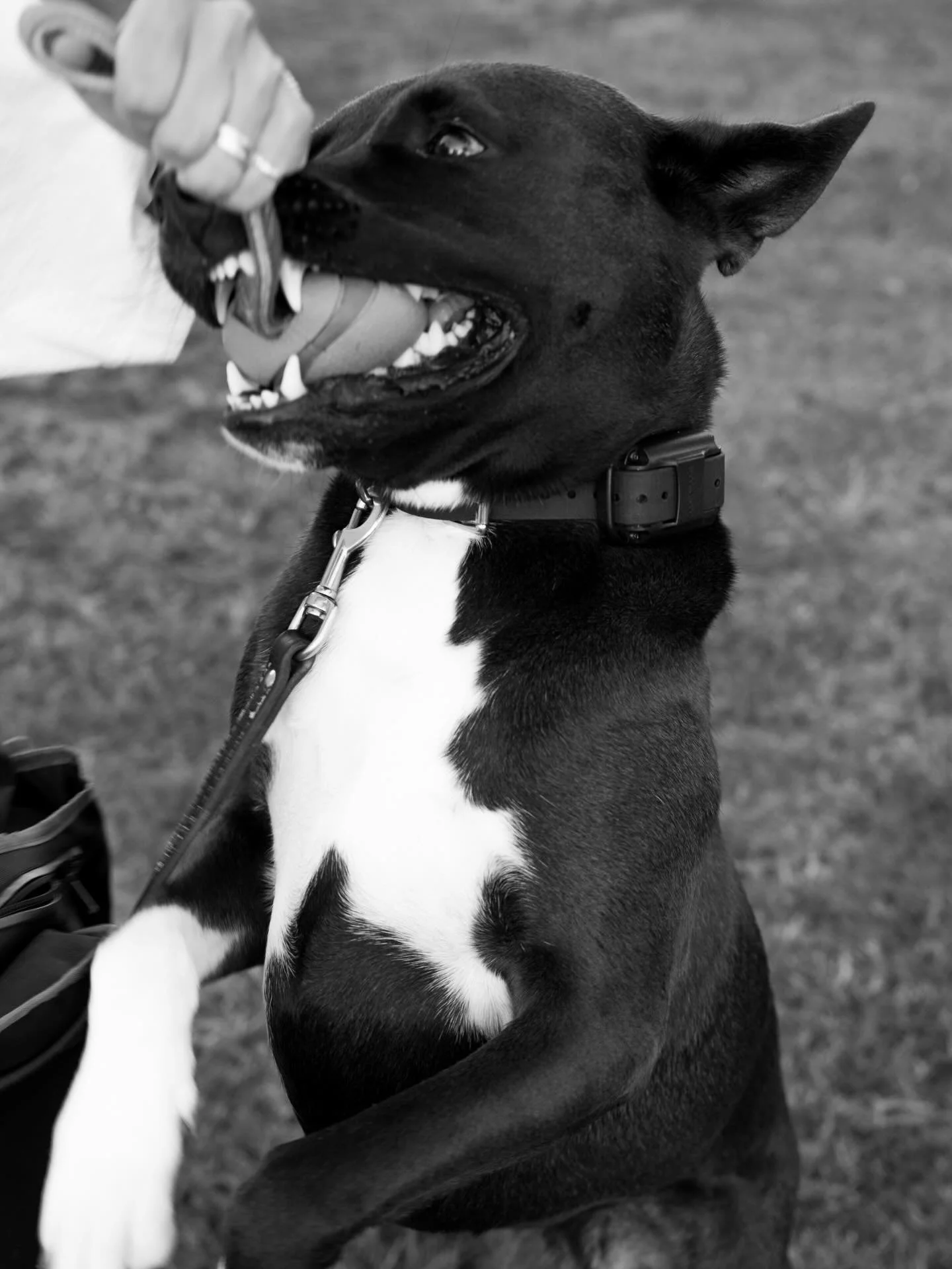 Having a really good time

#dogtraıner #pitbullmix