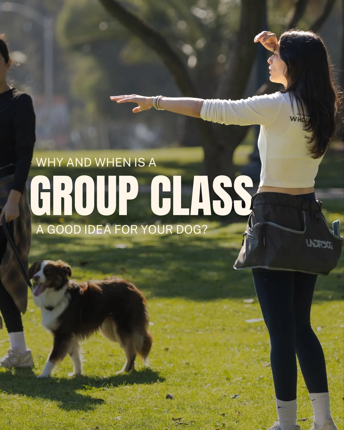 Attending a group training class can be great for you and your dog.

They&rsquo;re usually cheaper than private sessions, which probably makes it tempting to just skip the privates and hope you can get what you need from a class or two&hellip; but if