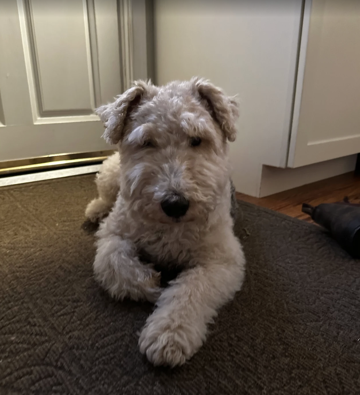Playful dog lying on grass with tongue out and tilted head